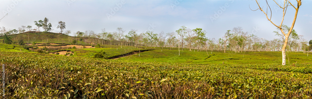 Obraz premium Tea garden