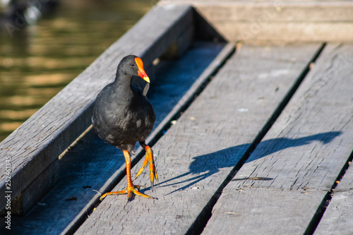 Dusky Moorhen photo