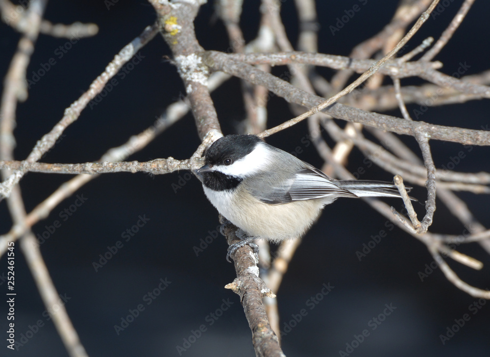 Obraz premium Black Capped Chickadee