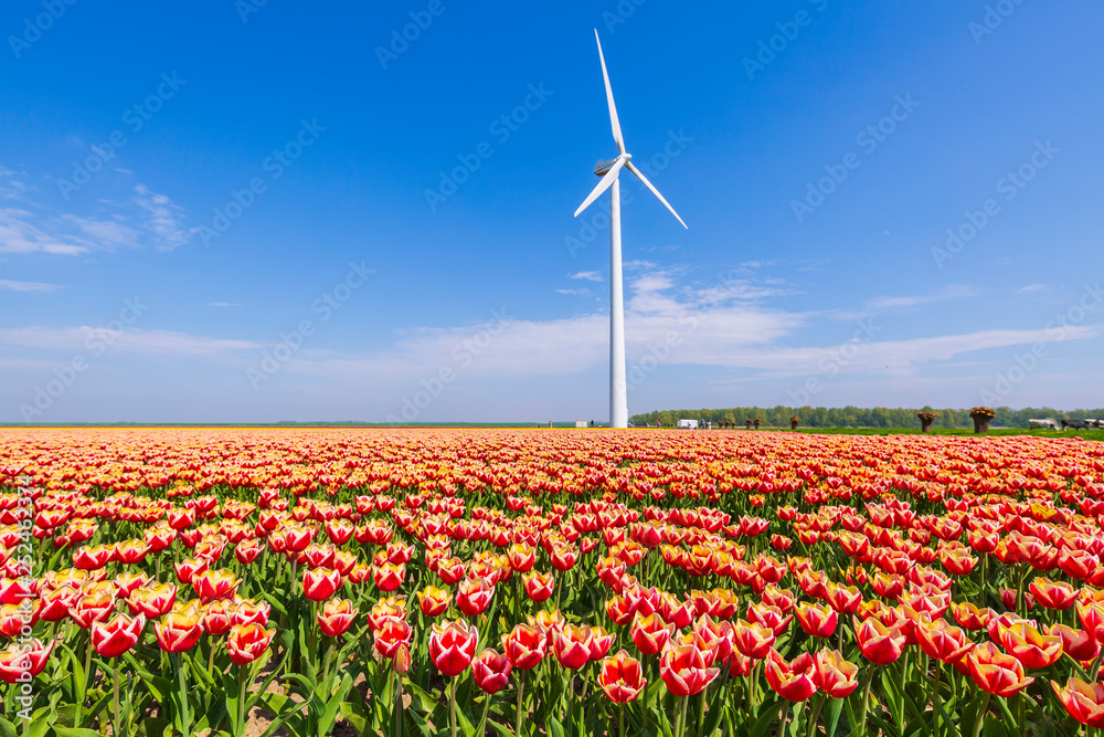 colorful Dutch tulips in a flower field and a windmill in Holland