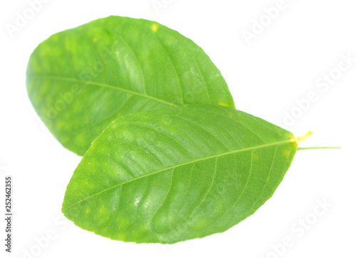  lime leaves