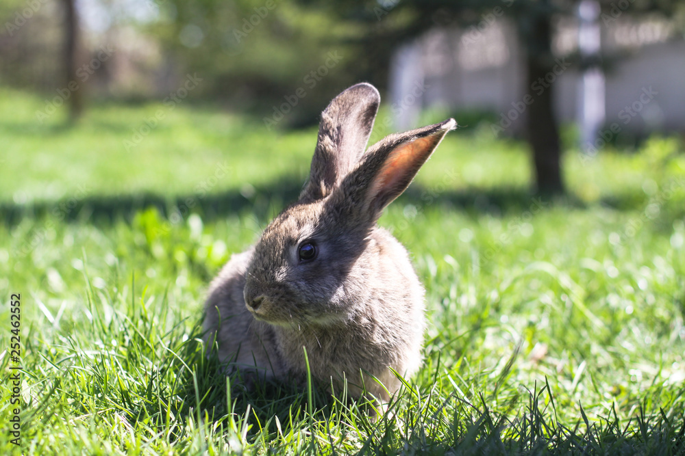 Fototapeta premium Beautiful cute rabbit on a green summer meadow. Hare walking on nature in the grass. Stock photo with domestic fish