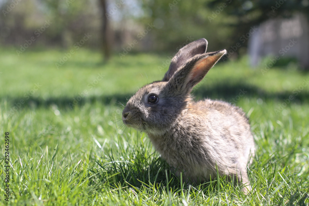 Fototapeta premium Beautiful cute rabbit on a green summer meadow. Hare walking on nature in the grass. Stock photo with domestic fish