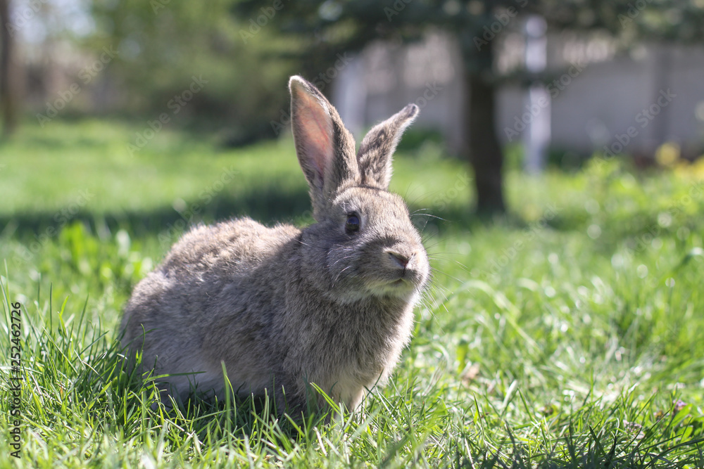 Beautiful cute rabbit on a green summer meadow. Hare walking on nature in the grass. Stock photo with domestic fish Beautiful cute rabbit on a green summer meadow. Hare walking on nature in the grass. Stock photo with domestic fish