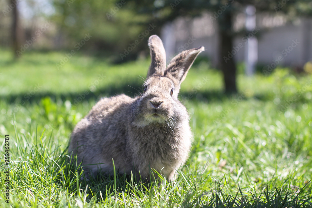 Beautiful cute rabbit on a green summer meadow. Hare walking on nature in the grass. Stock photo with domestic fish Beautiful cute rabbit on a green summer meadow. Hare walking on nature in the grass. Stock photo with domestic fish