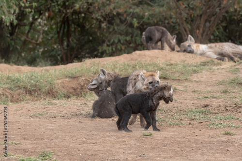 A group of hyena pups playing near their den inside Masai Mara National Reserve during a wildlife safari