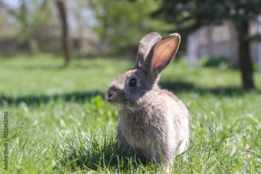 Beautiful cute rabbit on a green summer meadow. Hare walking on nature in the grass. Stock photo with domestic fish Beautiful cute rabbit on a green summer meadow. Hare walking on nature in the grass. Stock photo with domestic fish