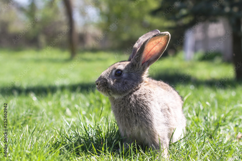 Beautiful cute rabbit on a green summer meadow. Hare walking on nature in the grass. Stock photo with domestic fish Beautiful cute rabbit on a green summer meadow. Hare walking on nature in the grass. Stock photo with domestic fish