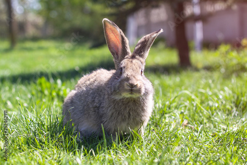 Beautiful cute rabbit on a green summer meadow. Hare walking on nature in the grass. Stock photo with domestic fish