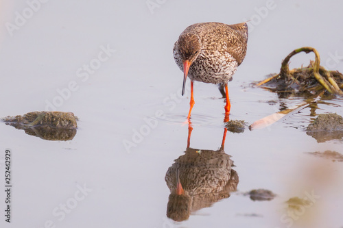 Foto common redshank tringa totanus bird foraging in wetland