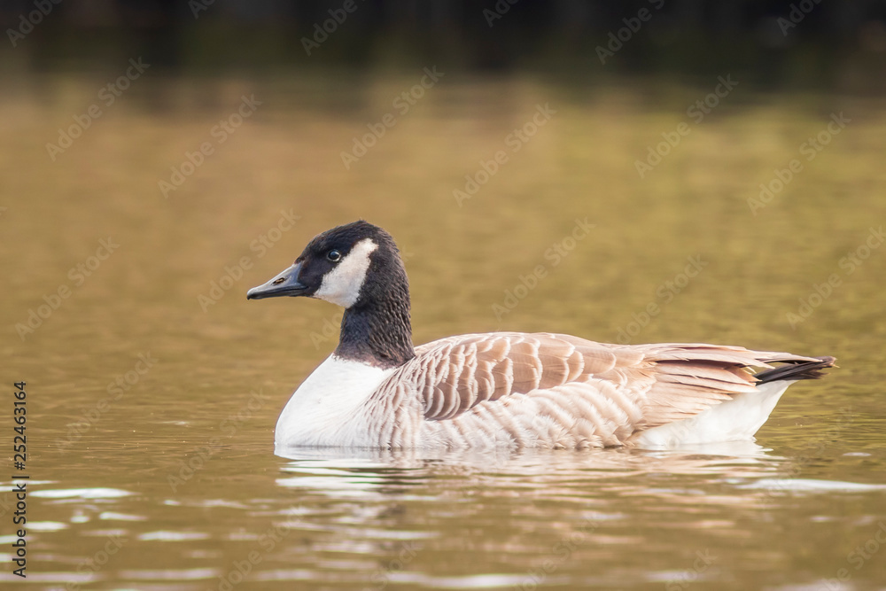 Canadian goose Branta canadensis close up Canadian goose Branta canadensis close up
