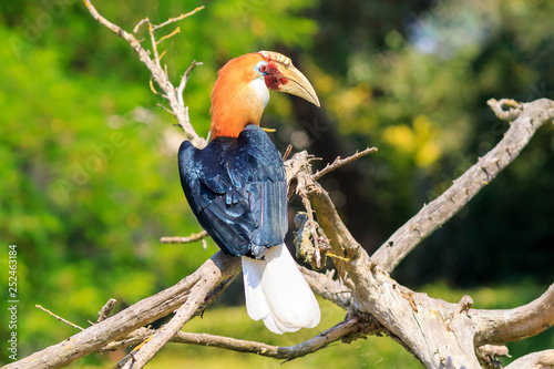 Closeup portrait of a male Blyth's hornbill (Rhyticeros plicatus), or Papuan hornbill in a green forest photo