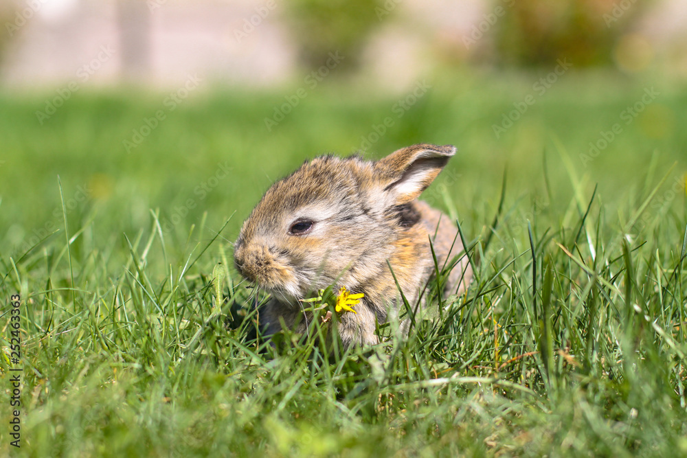 Beautiful cute rabbit on a green summer meadow. Hare walking on nature in the grass. Stock photo with domestic fish Beautiful cute rabbit on a green summer meadow. Hare walking on nature in the grass. Stock photo with domestic fish