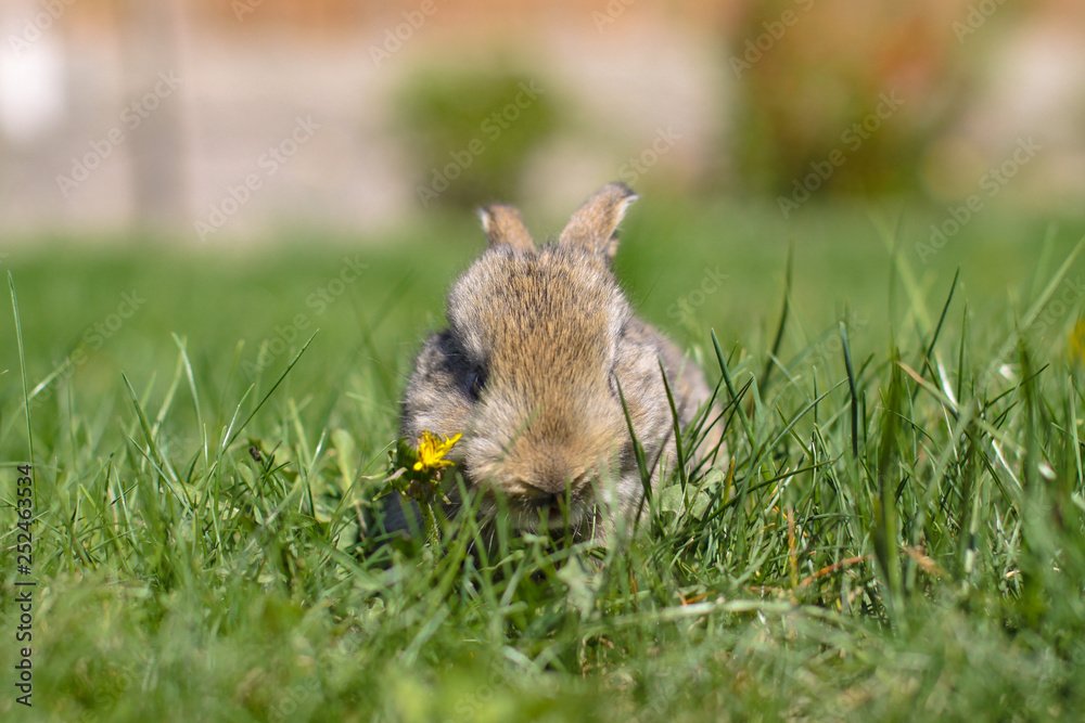 Obraz premium Beautiful cute rabbit on a green summer meadow. Hare walking on nature in the grass. Stock photo with domestic fish