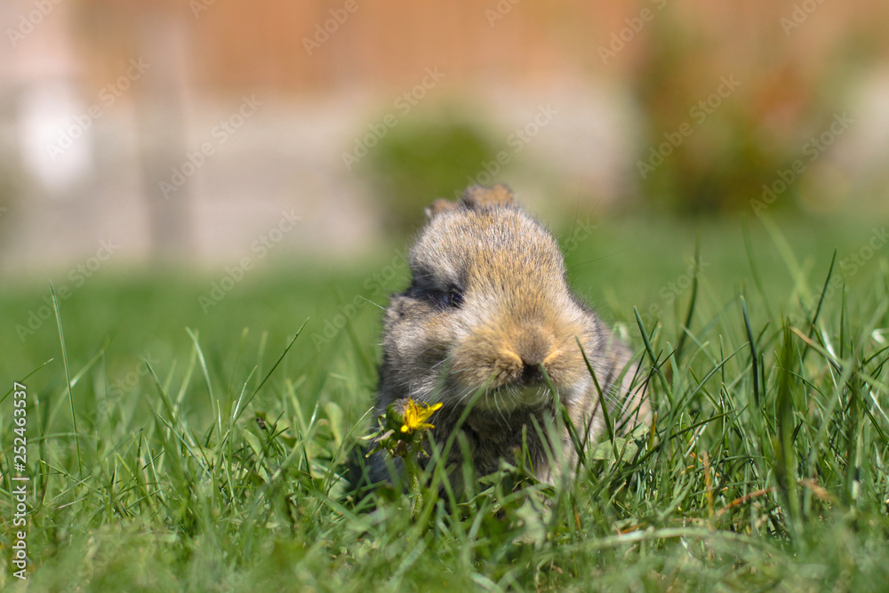 Beautiful cute rabbit on a green summer meadow. Hare walking on nature in the grass. Stock photo with domestic fish