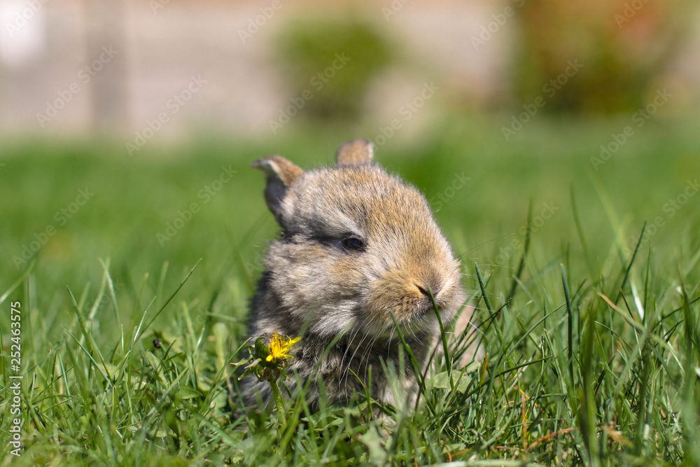 Beautiful cute rabbit on a green summer meadow. Hare walking on nature in the grass. Stock photo with domestic fish Beautiful cute rabbit on a green summer meadow. Hare walking on nature in the grass. Stock photo with domestic fish