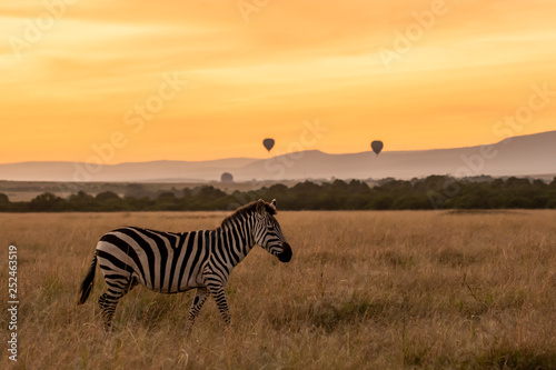 Zebra herd standing with hot air ballon in the background in the plains of Africa inside Masai Mara National Park during wildlife safari