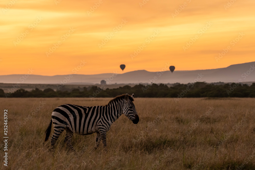 Naklejka premium Zebra herd standing with hot air ballon in the background in the plains of Africa inside Masai Mara National Park during wildlife safari