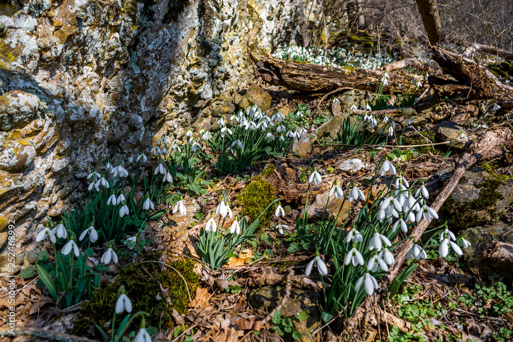 Fototapeta premium Snowdrops