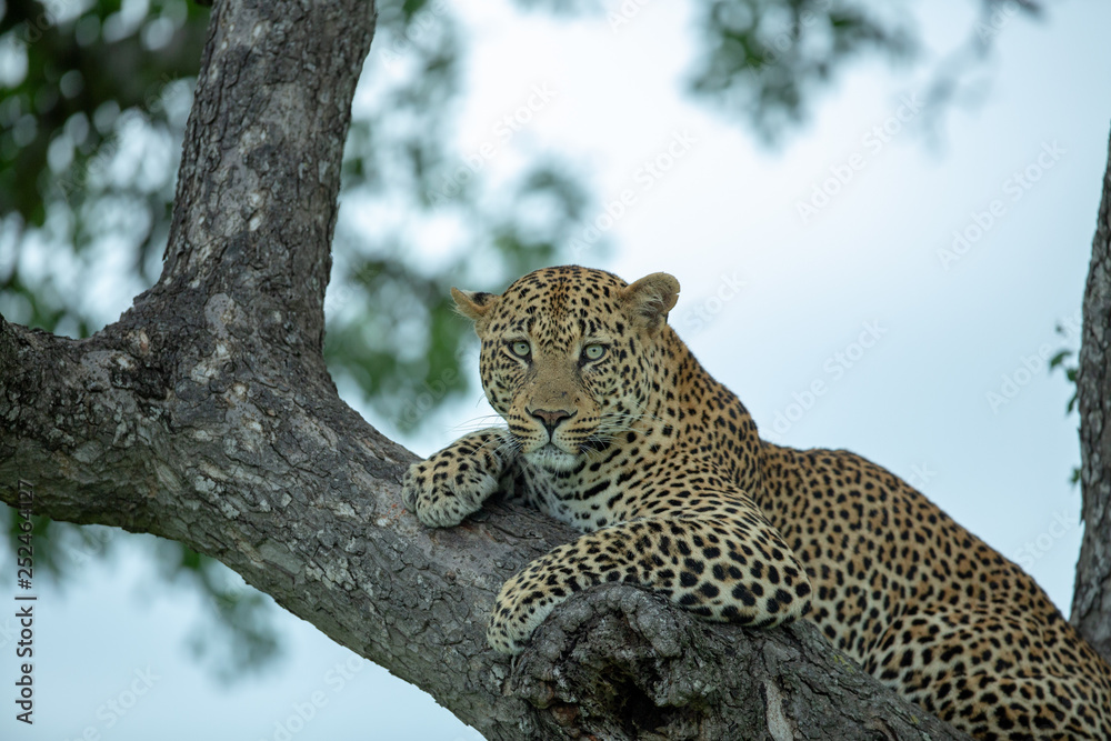 A young male leopard resting in the fork of a Marula tree late in the afternoon A young male leopard resting in the fork of a Marula tree late in the afternoon