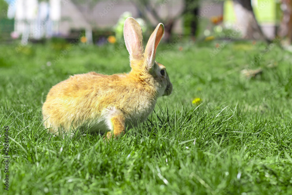 Beautiful cute rabbit on a green summer meadow. Hare walking on nature in the grass. Stock photo with domestic fish Beautiful cute rabbit on a green summer meadow. Hare walking on nature in the grass. Stock photo with domestic fish