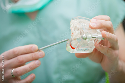 Dentist hand holding of jaw model of teeth and cleaning dental with dental tool