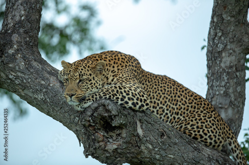 A young male leopard resting in the fork of a Marula tree late in the afternoon