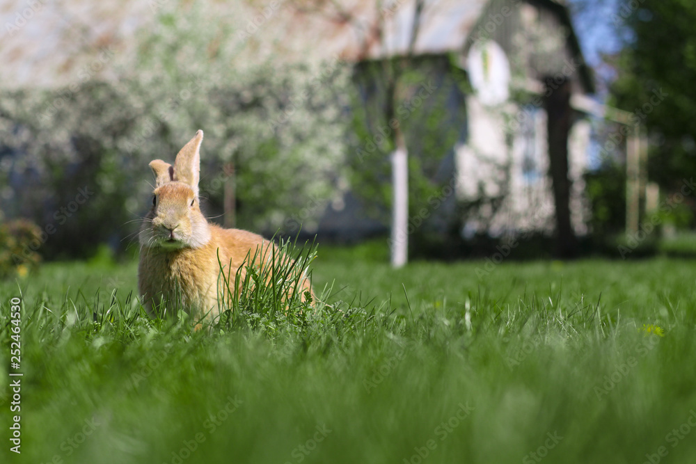 Naklejka premium Beautiful cute rabbit on a green summer meadow. Hare walking on nature in the grass. Stock photo with domestic fish
