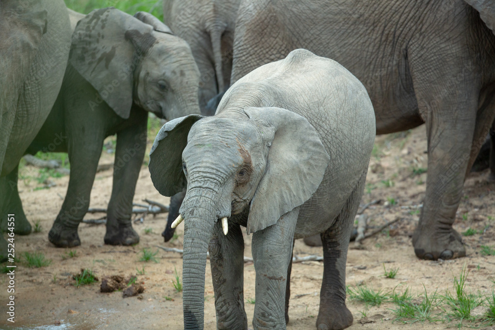 Fototapeta premium A young elephant with a broken ear.