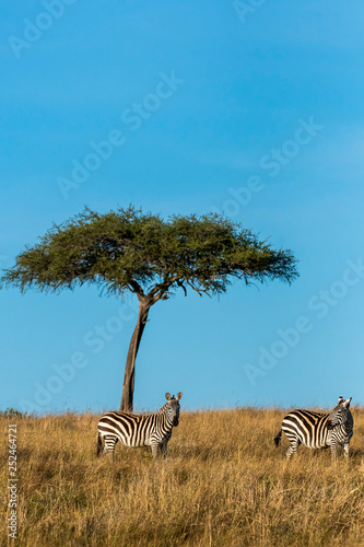 Zebra herd standing in front of an acacia tree in the plains of Africa inside Masai Mara National Park during wildlife safari