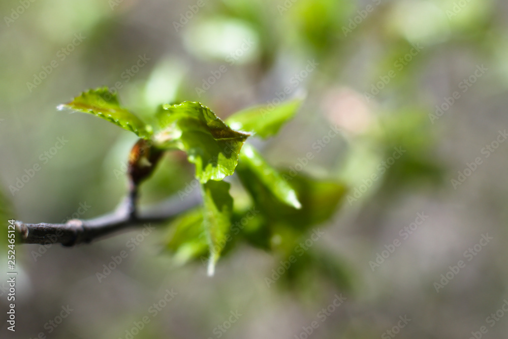 Beautiful April sprout of a tree. Green leaf in the spring. Nature background for design Beautiful April sprout of a tree. Green leaf in the spring. Nature background for design