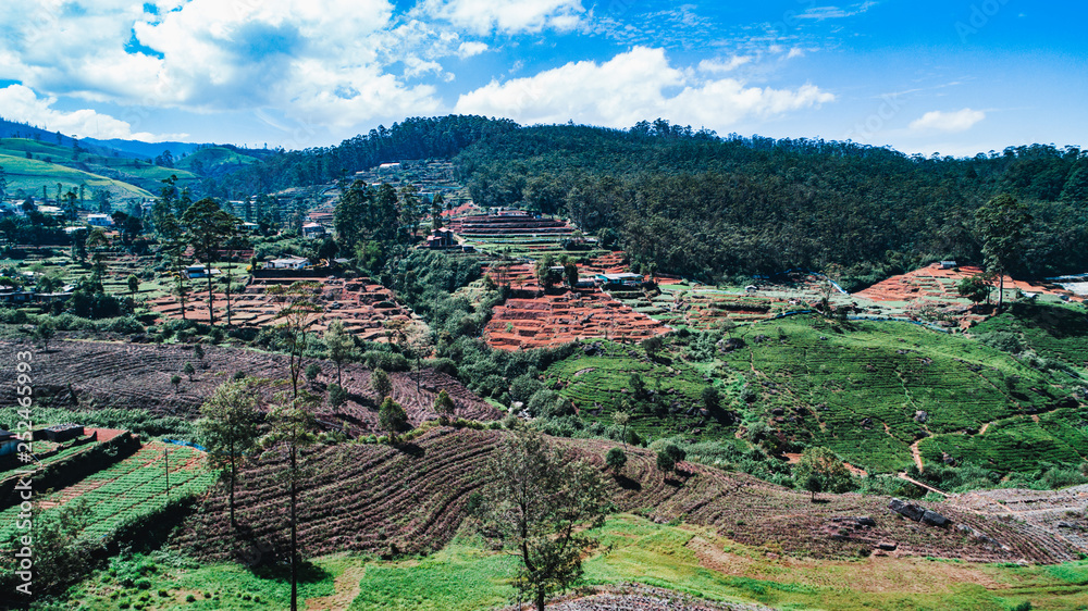 colorful tea plantations in nuwara eliya on the hill in sri lanka