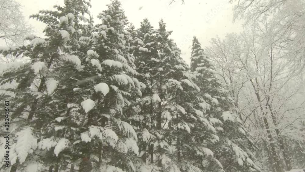 Heavy snowstorm in forest. Slow motion, steadicam shot Heavy snowstorm in forest. Slow motion, steadicam shot