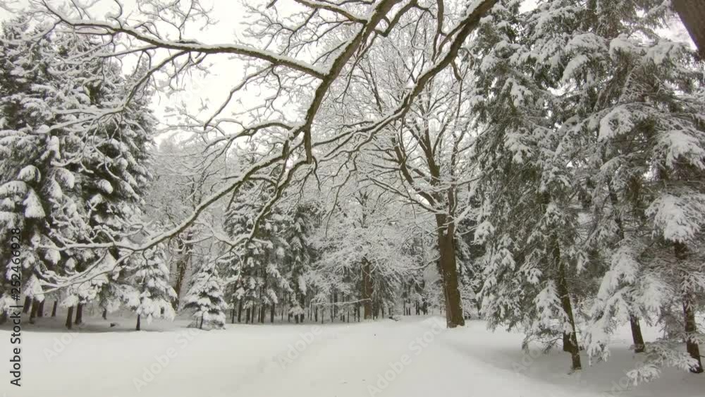 Falling snow in winter forest. Slow motion, steadicam shot Falling snow in winter forest. Slow motion, steadicam shot