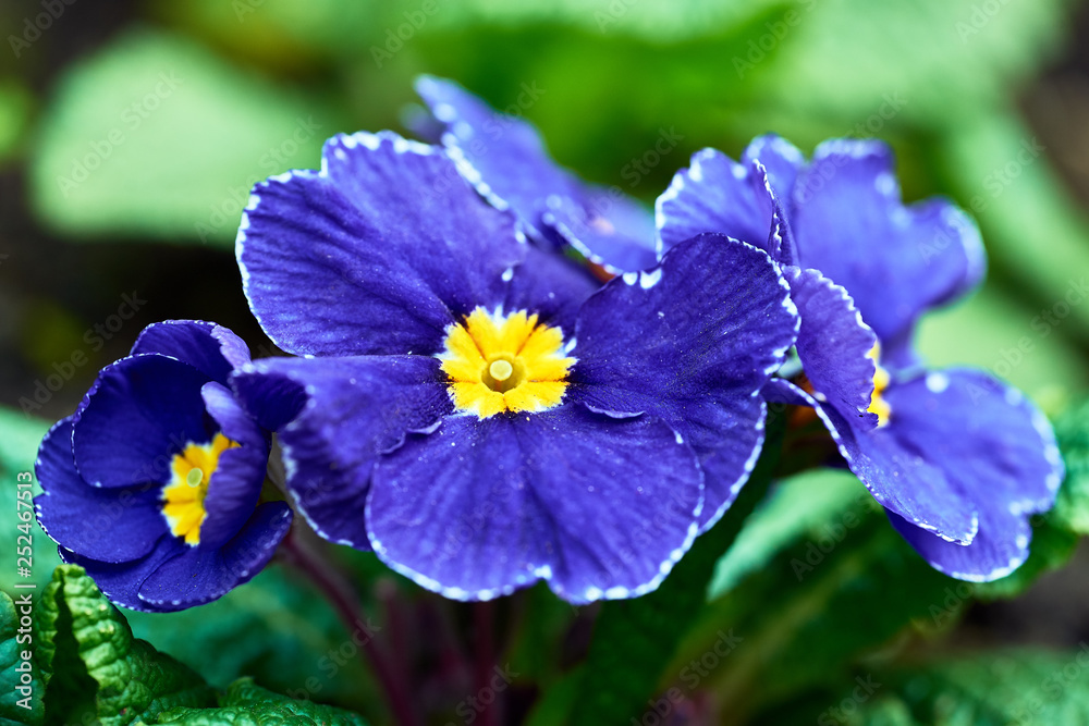 Spring flowers in the park