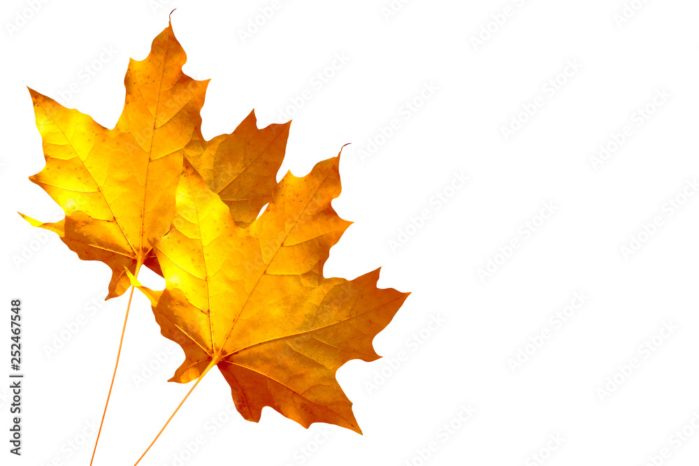 Bright colorful autumn leaves Bright colorful autumn leaves