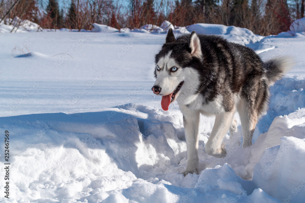 Siberian husky dog runs in winter on snowy trail in the forest. Siberian husky dog runs in winter on snowy trail in the forest.