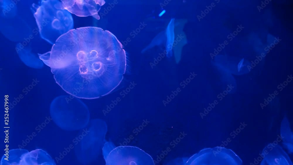 jellyfish background dark water light jellyfish background dark water light