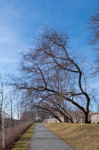 Prunus mahaleb Steunweichsel photo