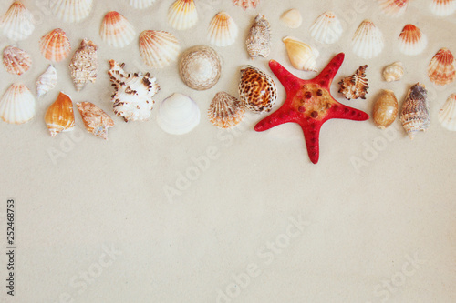 Sea shells and red star fish on sandy beach with copy space for text