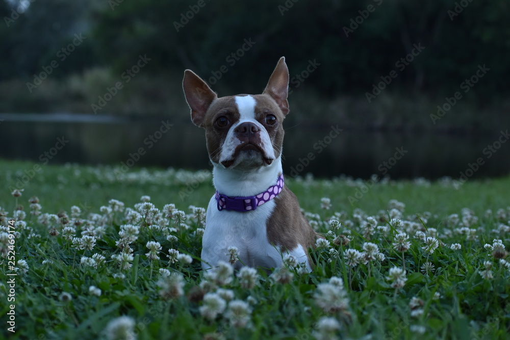 Dog hearing something