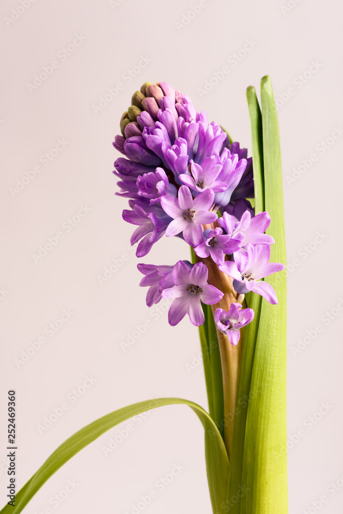Obraz premium Purple hyacinths blooming