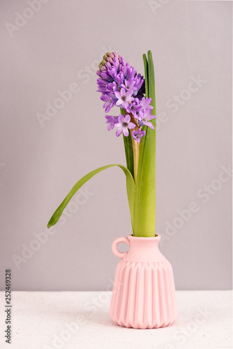 Purple hyacinths blooming