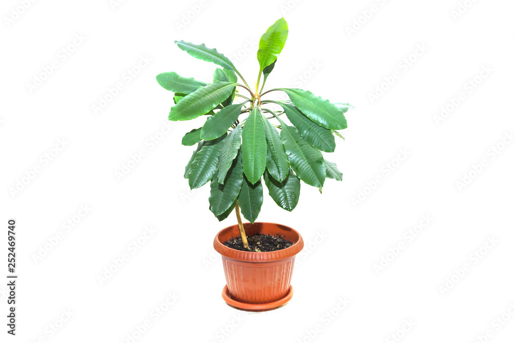 Obraz premium Euphorbia Leuconeura. Potted plant on white isolated background. Isolated flower