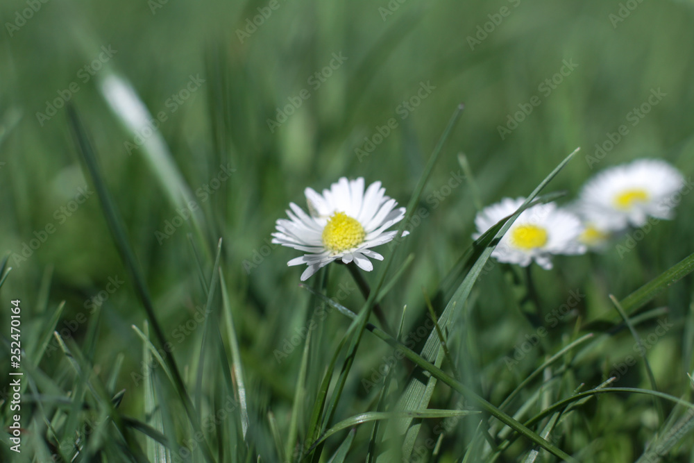 Beautiful white daisies on a spring meadow. Macro seed in summer. Nature with her fries stock background, photo Beautiful white daisies on a spring meadow. Macro seed in summer. Nature with her fries stock background, photo