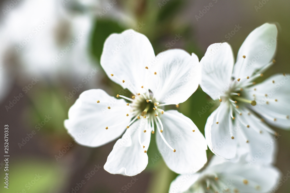 Spring cherry blossom in the garden. Gardening and farm trees. white flowers Stock background, photo Spring cherry blossom in the garden. Gardening and farm trees. white flowers Stock background, photo