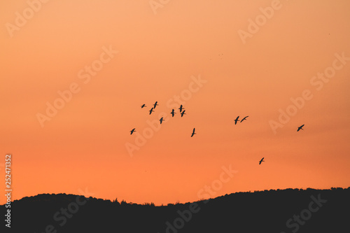 Sunset and birds flying