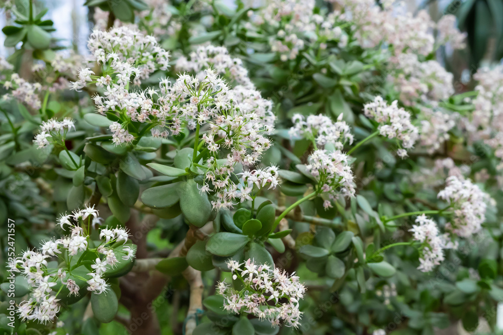 Many small beautiful flowers of the money tree - crassula ovataclose-up