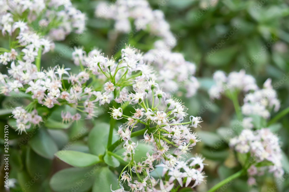 Many small beautiful flowers of the money tree - crassula ovataclose-up Many small beautiful flowers of the money tree - crassula ovataclose-up