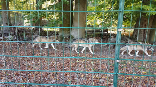 Wisentgehege Springe (Germany)